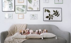 Pet Interior Design: Creating a Stylish and Comfortable Home for Your Furry Friends