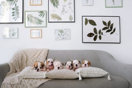 Pet Interior Design: Creating a Stylish and Comfortable Home for Your Furry Friends